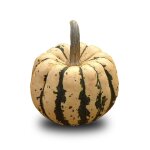 15 graines bio a semer - le grenier d'abondance - courge patidou - certifié ab - curcurbita maxima 15 graines bio a semer - le grenier d'abondance - courge patidou - certifié ab - curcurbita maxima