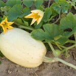 15 graines de butternut 15 graines de butternut