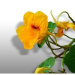20 graines de fleurs a semer - le grenier d'abondance - capucine tom pouce - tropaeolum minus 20 graines de fleurs a semer - le grenier d'abondance - capucine tom pouce - tropaeolum minus