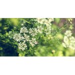 200 graines d anis vert