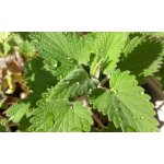 200 graines d herbe a chat cataire 200 graines d herbe a chat cataire