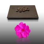 25 graines fleurs a semer - le grenier d'abondance - belle de nuit - mirabilis jalapa