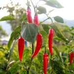 25 graines de piments de cayenne