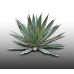 25 graines a semer - le grenier d'abondance - agave chrysantha - plante succulente