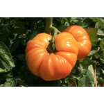 25 graines de tomate ananas 25 graines de tomate ananas