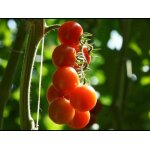 25 graines de tomate cerise rouge