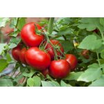 25 graines de tomate merveille des march�s