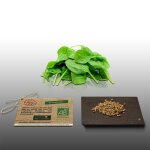 250 graines bio a semer - le grenier d'abondance - epinard g�ant d'hiver - certifi� ab - spinacia oleracea ...