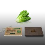 250 graines bio a semer - le grenier d'abondance - laitue romaine bio ballon - certifié ab - lactuca 250 graines bio a semer - le grenier d'abondance - laitue romaine bio ballon - certifié ab - lactuca