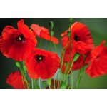 250 graines de coquelicot sauvage