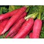 250 graines de radis oriental rose