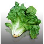 250 graines a semer - le grenier d'abondance - chicoree scarole cornet de bordeaux - cichorium