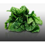 250 graines a semer - le grenier d'abondance - epinard monstrueux de viroflay - spinacia oleracea