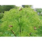 30 graines d ang�lique officinale