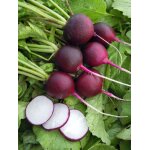 300 graines de radis rond violet
