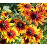 300 graines de rudbeckia gloriosia daisy