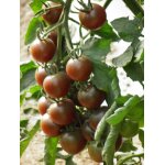 35 graines de tomate cerise black cherry
