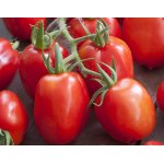 35 graines de tomate roma