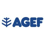 5 x vern acier / hetre 24 cm plante a bulbe fixe agef 5 x vern acier / hetre 24 cm plante a bulbe fixe agef
