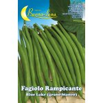 5 xgraines de jardin de haricots glimpants blancs