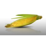 50 graines de fleurs a semer - le grenier d'abondance - mais doux sucr landmark - zea mays