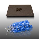 50 graines fleurs a semer - le grenier d'abondance - pied d'alouette imp�rial g�ant 1m. - delphinium