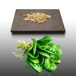 50 graines a semer - le grenier d'abondance - tetragone - tetragonia tetragonioides