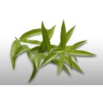 50 graines a semer - le grenier d'abondance - verveine officinal - verbena officinalis