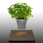 500 graines aromatiques a semer - le grenier d'abondance - persil frise - petroselinum crispum