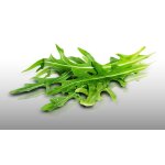 500 graines bio a semer - le grenier d'abondance - roquette - certifi� ab - eruca stiva