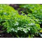 500 graines de persil plat