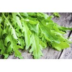 500 graines de roquette