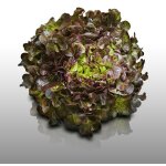 500 graines a semer - le grenier d'abondance - laitue a couper red salad bowl - lactuca sativa