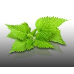 500 graines a semer - le grenier d'abondance - ortie - urtica dioica