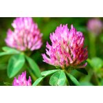 500 graines de tr�fle rouge