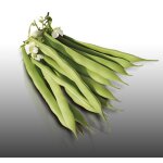 75 grammes de graines a semer - le grenier d'abondance - haricot nain lingot - phaseolus vulgaris