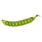 75 grammes de graines a semer - le grenier d'abondance - pois nain petit proven�al - pisum sativum