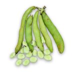 75 grammes a semer - le grenier d'abondance - feve d'aguadulce - vicia faba
