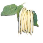 75 grammes a semer - le grenier d'abondance - haricot beurre rocquencourt - phaseolus vulgaris