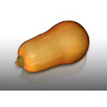 8 graines bio a semer - le grenier d'abondance - courge butternut - certifi ab - cucurbita moschata