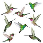 Promotion! 8 grands autocollants de fen�tre statique, oiseau colibri, anti - collision, frappe d'oiseau ...