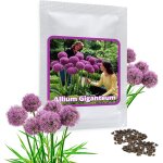 Allium giganteum 30 graines - ail d'ornement g�ant - violette - belle graines de fleurs