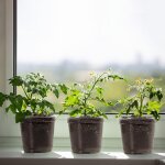 Asfasfq - lot de 10 pot orchide transparent plante, avec couvercle, avec dme d'humidit, en plastique ...