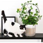 Asfasfq - lot de 2 treillis de jardin - support pour plantes grimpantes en métal, 30cm * 42cm, tuteur ... Asfasfq - lot de 2 treillis de jardin - support pour plantes grimpantes en métal, 30cm * 42cm, tuteur ...