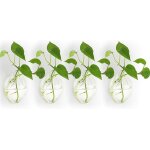 Asfasfq - 4 pices murales suspendues planteurs de verre pot - eau plantation vases air fleur vase plante ...