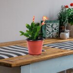 Asfasfq - lot de 50 pots de fleurs en plastique pour pots de fleurs diamtre 100, plastique, marron, ...