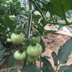 Asfasfq - crochet pour tomate, 100pcs crochets en j pour tomates et légumes, serre crochet pour tomate ... Asfasfq - crochet pour tomate, 100pcs crochets en j pour tomates et légumes, serre crochet pour tomate ...