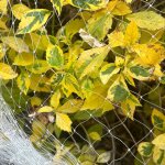 Asfasfq - filet anti oiseaux et anti chat blanc 3m x 10m - filet protection jardin pour balcons, arbres ...