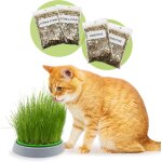 Asfasfq - kit cataire double graines - pot de germination, 2 types d'herbe  chat, stimulante et digestive, ...