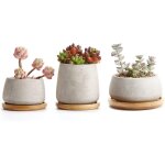 Asfasfq - pots de succulent cactus en ciment avec plateau en bambou série pots de fleurs jardinières ... Asfasfq - pots de succulent cactus en ciment avec plateau en bambou série pots de fleurs jardinières ...